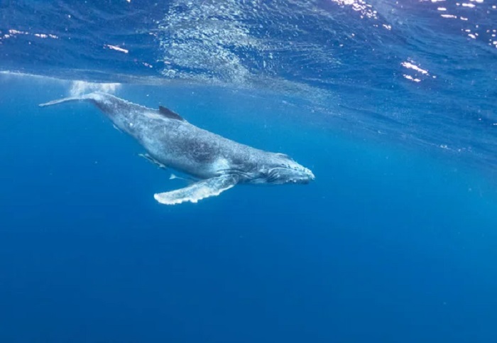 Scientists worked for decades to find a species of whale that had been swimming right under their noses for years Scientists worked for decades to find a species of whale that had been swimming right under their noses for years