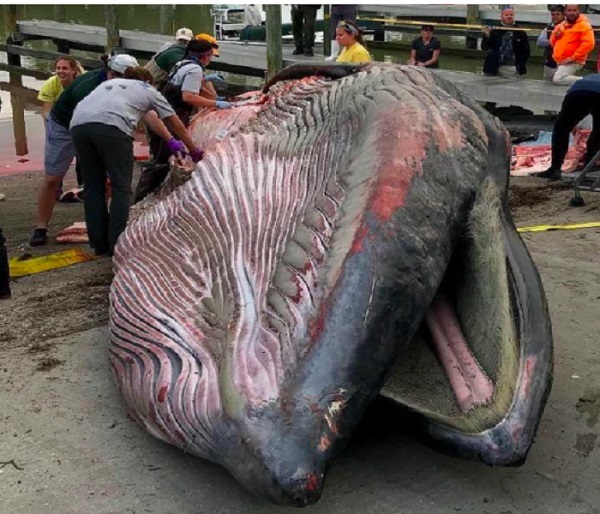 Ship collisions are yet another significant threat Ship collisions are yet another significant threat