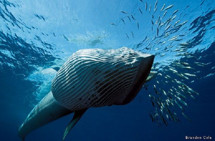 The NOAA is yet to act on the petition The NOAA is yet to act on the petition