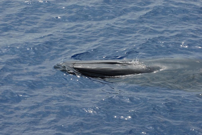 These newly discovered whales are threatened with extinction These newly discovered whales are threatened with extinction