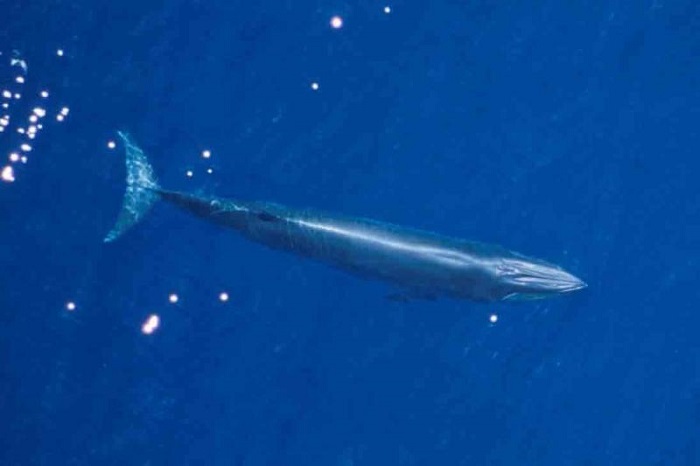 These whales are not similar to Bryde’s whales These whales are not similar to Bryde’s whales