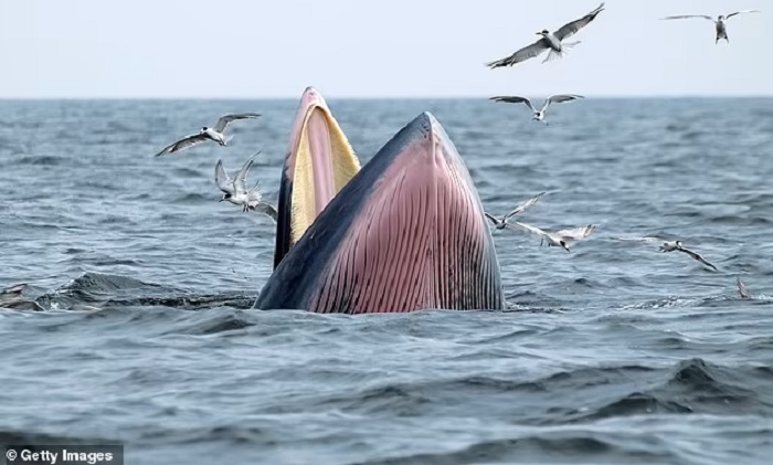 These whales are on the brink of extinction These whales are on the brink of extinction