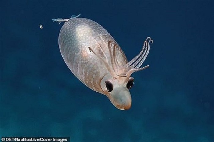 The majority of these squids live in the North Atlantic Ocean