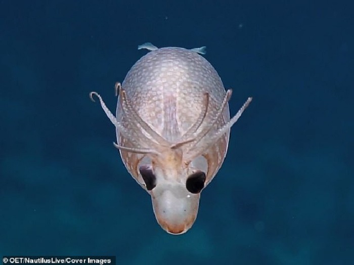 The piglet squid gets its name from its big siphon, which resembles a pig’s snout The piglet squid gets its name from its big siphon, which resembles a pig’s snout