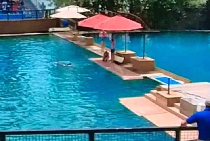 28-year-old Alexandria Barry received the brunt of the dolphin’s rage 28-year-old Alexandria Barry received the brunt of the dolphin’s rage