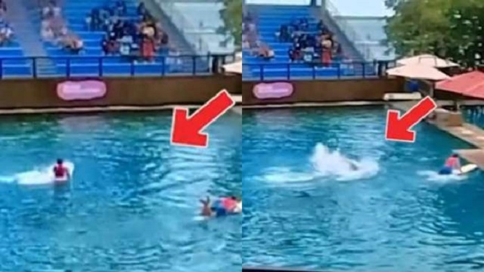 A scary incident shocked everyone watching the dolphin performance at Miami’s Aquarium A scary incident shocked everyone watching the dolphin performance at Miami’s Aquarium