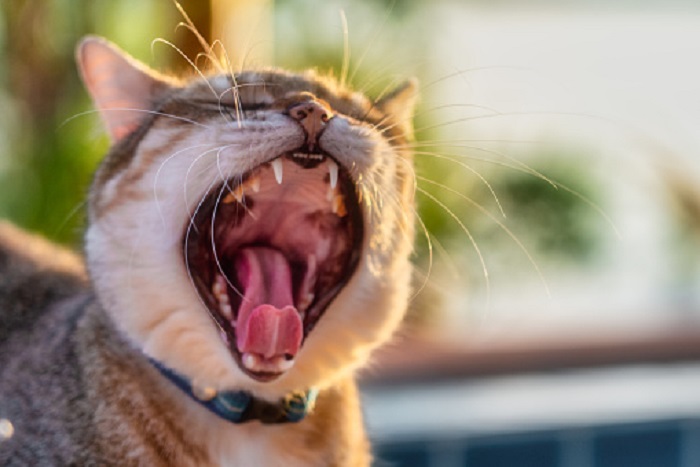 Cats yawn to end a fight Cats yawn to end a fight