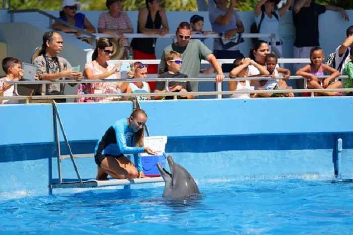 Like all creatures, Dolphins have a limit to how much they can bear Like all creatures, Dolphins have a limit to how much they can bear