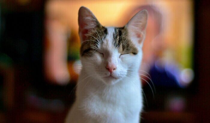 Slow blinking is a cat’s way of saying- I love you Slow blinking is a cat’s way of saying- I love you