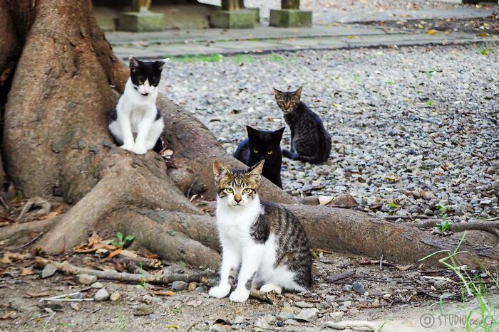What do you call a group of cats What do you call a group of cats