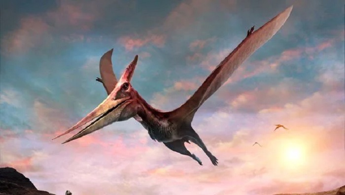 Another account of a Pteranodon was reported in 1977 Another account of a Pteranodon was reported in 1977