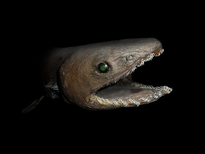Are frilled sharks rare