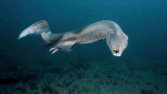 Frilled sharks hold the world record of the longest time for giving birth