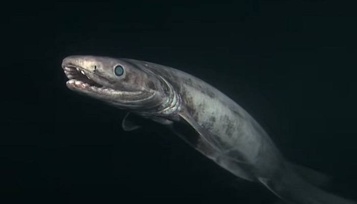 How big are frilled sharks