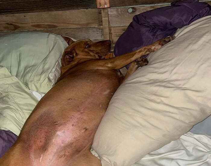 It was a real surprise to Julie and Jimmy, but the pup was only there for some warmth and cuddles, so the couple obliged It was a real surprise to Julie and Jimmy, but the pup was only there for some warmth and cuddles, so the couple obliged