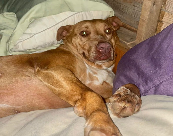 One morning this husband and wife were woken up by a dog that snuck in the middle of them on their bed One morning this husband and wife were woken up by a dog that snuck in the middle of them on their bed