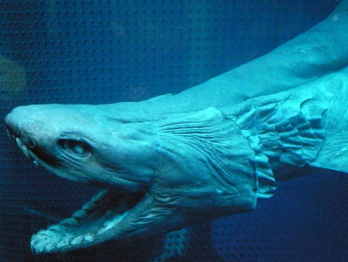 These rare sharks are very different from modern sharks