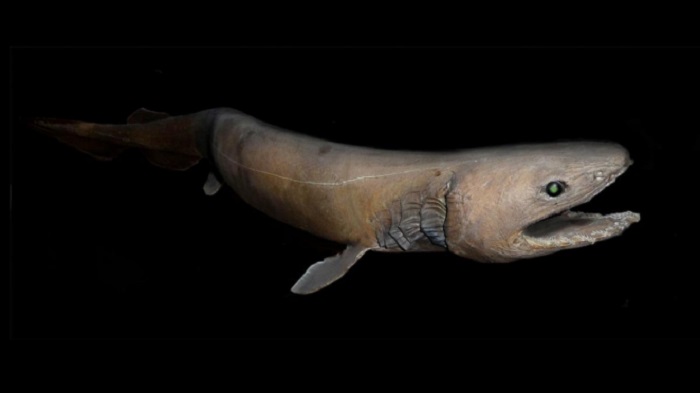 Where do these prehistoric sharks live