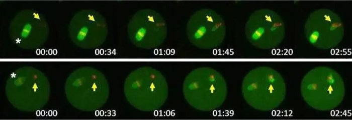 A time-lapse video of mammoth nuclei being put into mouse oocyte cells A time-lapse video of mammoth nuclei being put into mouse oocyte cells