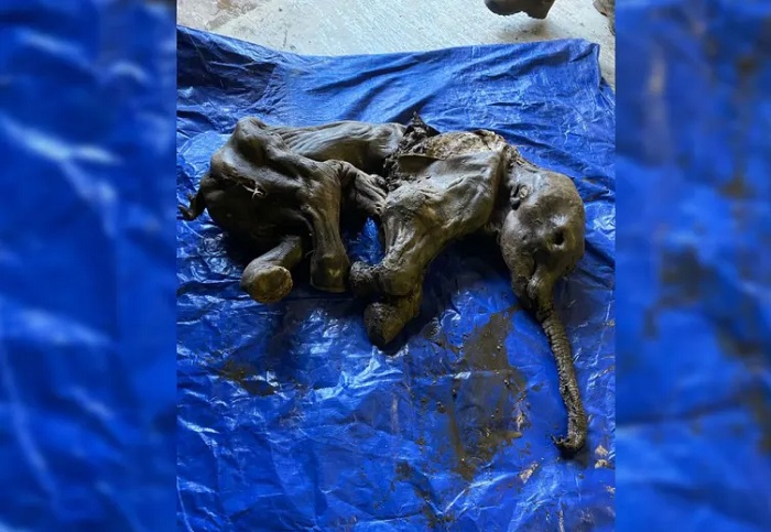 Besides this specimen, another well-preserved baby woolly mammoth was found in Yukno’s permanent ice