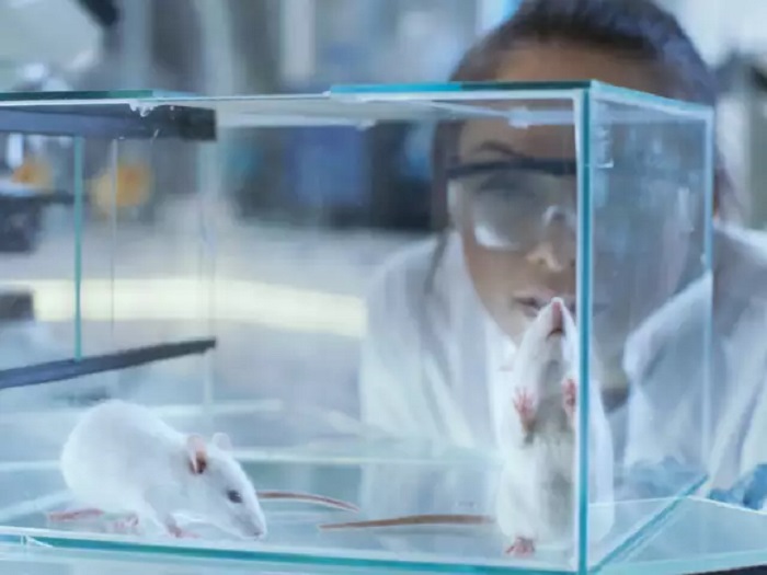 Mice were used in an experiment to test this theory