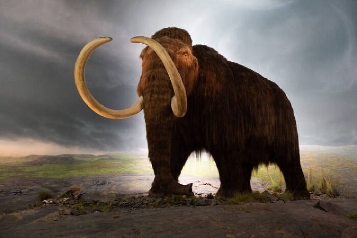 Researchers are now hopeful that their attempts to revive woolly mammoths will be successful Researchers are now hopeful that their attempts to revive woolly mammoths will be successful