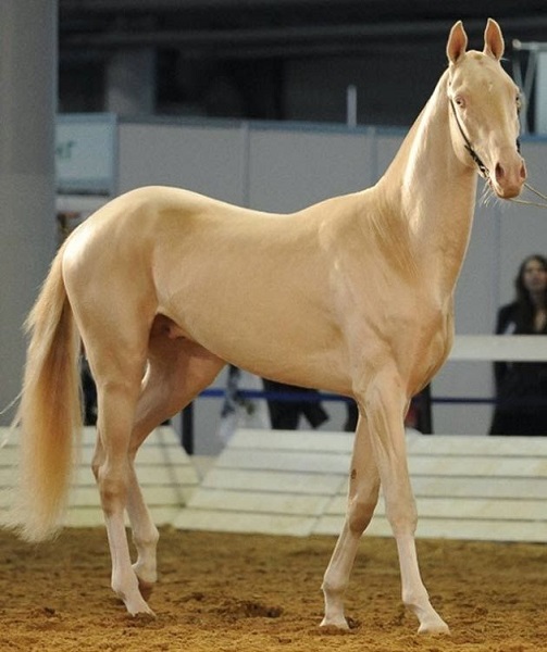 Akhal Teke Akhal Teke
