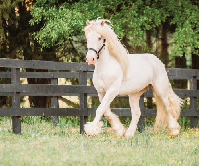 American Cream Draft Horse