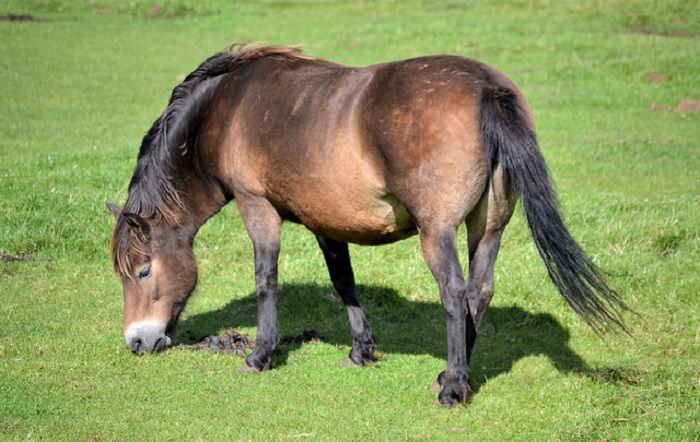 Exmoor Pony