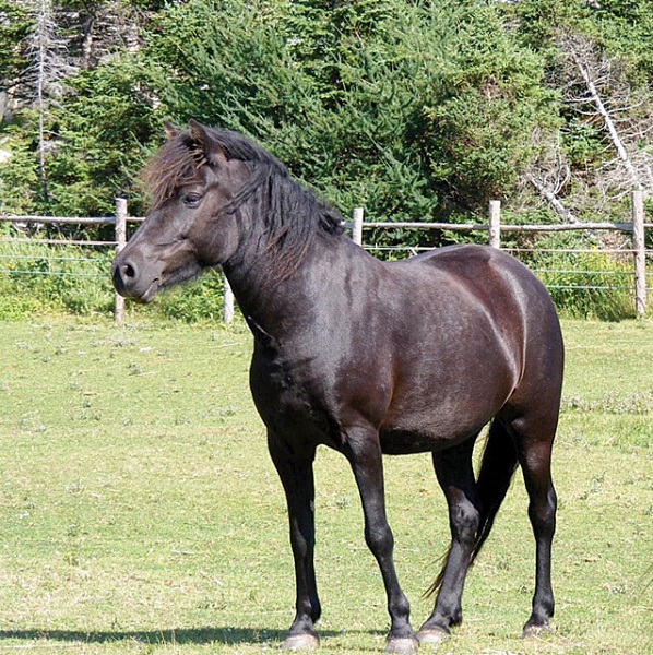 Newfoundland Pony