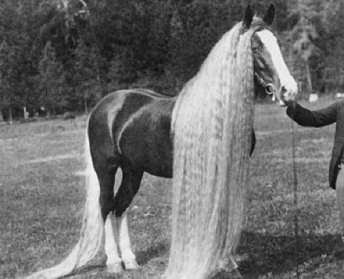 Oregon Wonder Horse