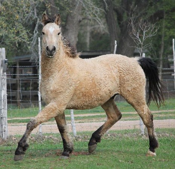 The Bashkir Curly Horse