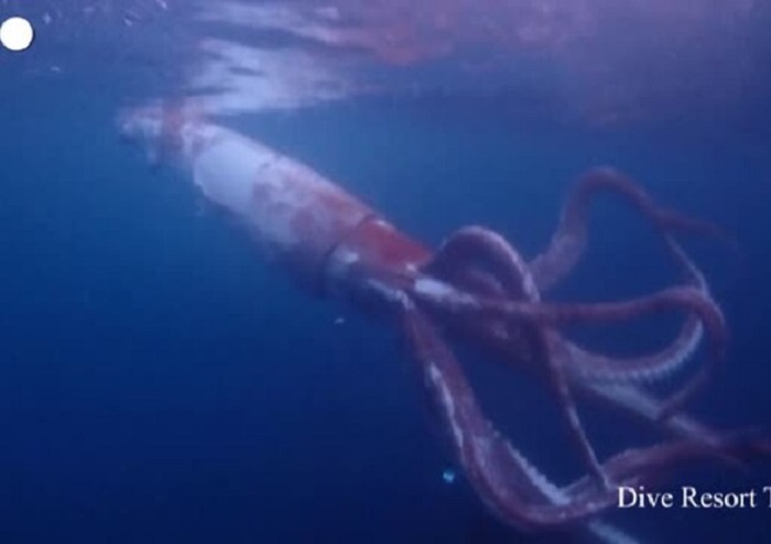 Despite its large size, the squid was still small for its species