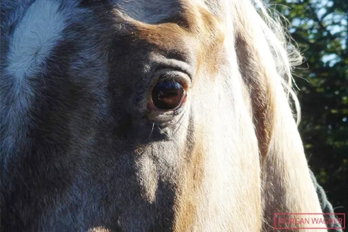 Endo contracted moo blindness when Morgan was just 8 years old Endo contracted moo blindness when Morgan was just 8 years old