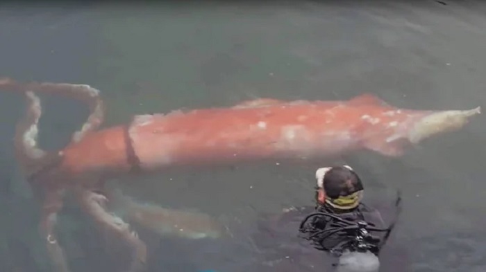 Two Japanese scuba divers came face to face with a very rare giant squid and got some amazing footage of the creature