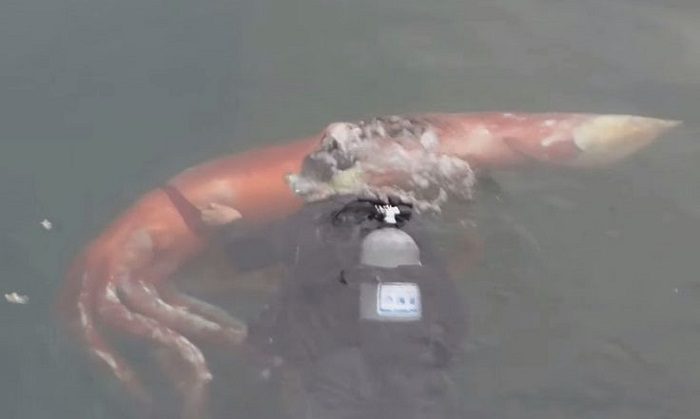 Yosuke Tanaka and his wife Miki were scuba diving in a bay on Japan’s west coast when they came face to face with a giant squid that was 8-foot-long