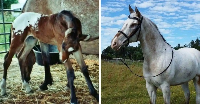 You might be wondering where did this spectacular horse owner find him You might be wondering where did this spectacular horse owner find him