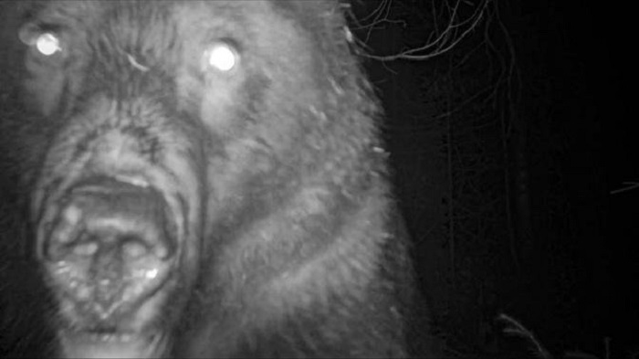 The video begins with screaming as the bear attacks Tim The video begins with screaming as the bear attacks Tim