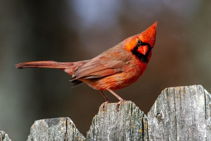 Seeing cardinals might indicate a message from a loved one who has passed away
