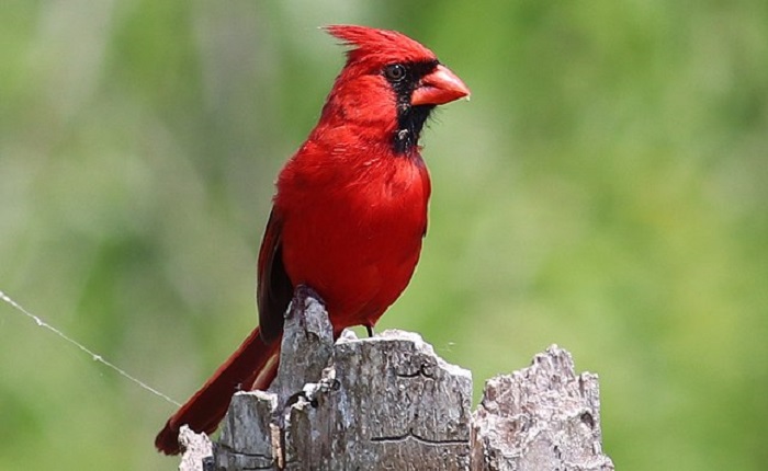 The Northern Cardinal is the official state bird of 7 states in the USA