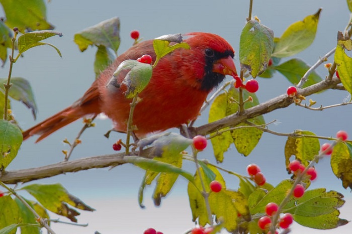 Their berry-rich diet is responsible for the male’s red shade